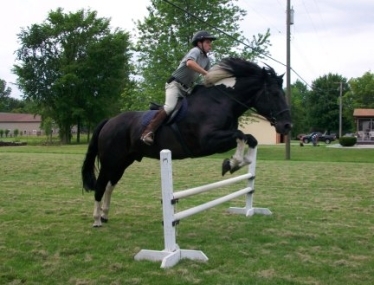 haflinger haflingers dressage ahr dorset dorsets sheep lamb lambs chickens plymouth rock rocks columbian barred silver penciled honeybees honey bees nucs german shepherds border collies michigan akc abca lesperance glaurung mi ohio oh